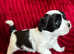 1 BOY LEFT gorgeous Morkie puppies, 2 boys 1 girl