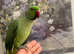 Fully Tame Green Male Ringneck Parrot