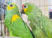 beautiful young Amazon parrot for sale