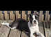 Beautiful Boston terrier baby girl