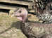 Turkey stag and 3 females