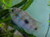 African butterfly cichlid