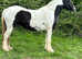 Dolly riding mare.
