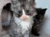 Tica pedigree Maine coon male