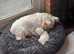 Pedigree puppies for sale