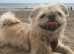 Amazing Shihtzu Female For Sale