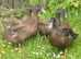 Khaki Campbell hatching eggs x 6/12/18