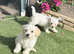 For sale Bichon pups