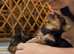 Yorkshire Terrier Pups, Vet checked, microchipped and insurance