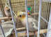 Baby Cinnamon Cockatiels