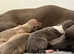 KC Reg Italian Greyhounds 5 Star Council Licensed Breeder