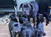 Cane corso pups ready NOW