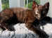 Chocolate brown tabby's