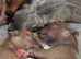 KC Reg Italian Greyhound Puppies ready next week