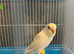 Young Albino budgies with cage