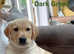 2 golden Labrador puppies left