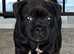 Staffordshire bull terrier pup