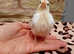 Sweet 4-Week-Old Serama Rooster Chick