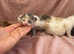 Ragdoll cross kittens