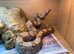Hogg Island Boa Male at Birmingham Reptiles