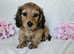 Long haired mini dachshunds