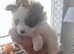 Two beautiful miniature pomeranians girls