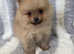 Beautiful litter Pomeranian puppies