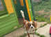 Cavalier king  Charlie's spaniel