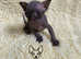 Amazing Pedigree Canadian Sphynx