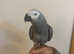 HandReared Super Tame Talking African Grey Parrot