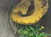 Biak Green Tree Python at Birmingham Reptiles