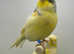 Norwich canaries