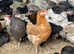 POL Chickens Available NOW for Collection - Various Types of Garden Hens to Buy