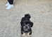 6 month shihchon