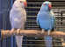 Stunning baby blue Indian ringnick parrot