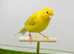 Canaries