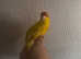 Kakariki parrot