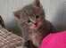 ABSOLUTELY BEAUTIFUL RUSSIAN BLUE KITTEN