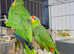 Stunning young red lords and blue fronted Amazon