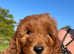 Darling Toy Cockapoo