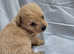 Gorgeous  westipoo pups