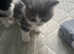 Cute kittens