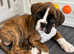 2 flashy brindle boys available, Boxers