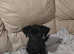 Schnauzer female puppy for sale