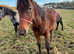 Appaloosa filly for sale