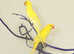 Baby Yellow Ring Neck Talking Parrots,17