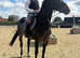 15:3h Irish sport horse chunky gelding alrounder