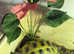 Tortoises Available