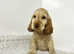 3 stunning show cocker spaniel boys