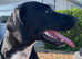 Only 2 left 7 week old collie lurcher cross Springer cross lurcher